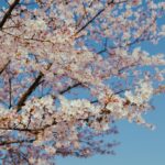 Cherry blossoms bloom against a clear blue sky.