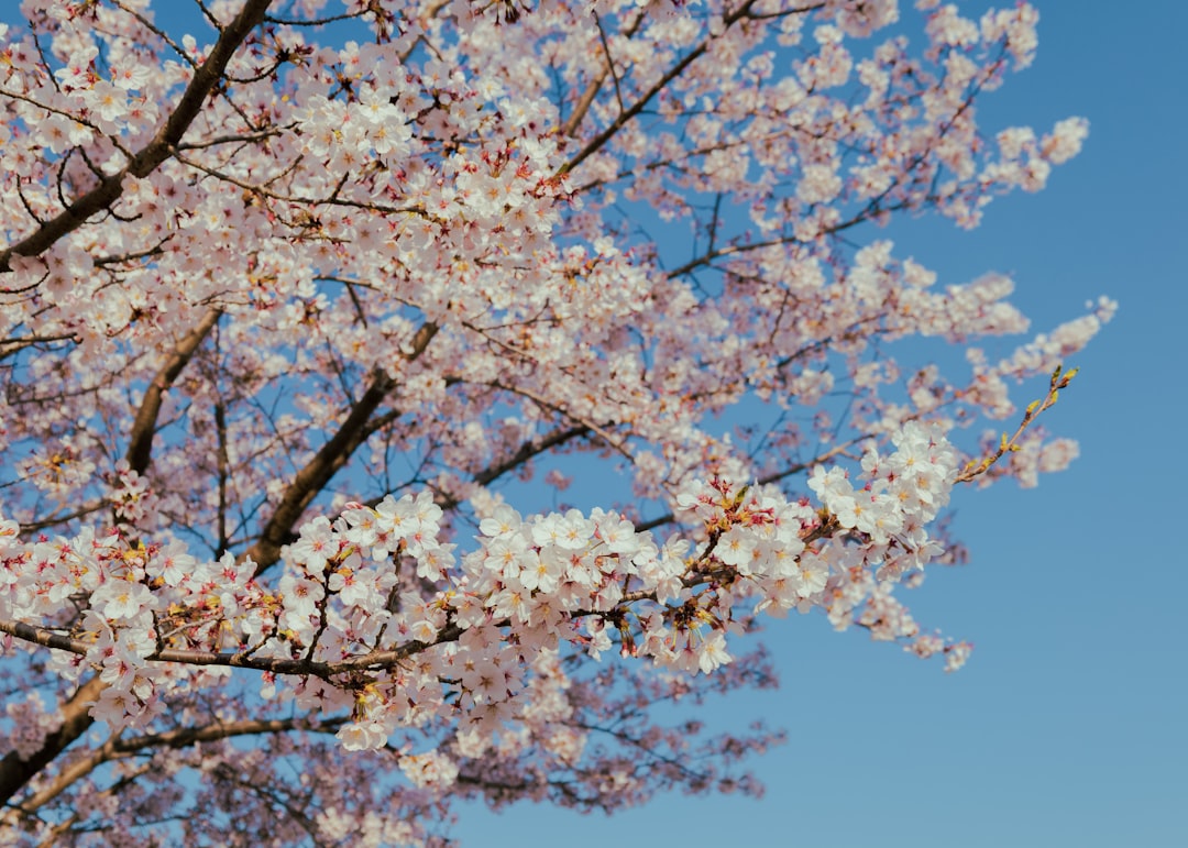 Cherry blossoms bloom against a clear blue sky.